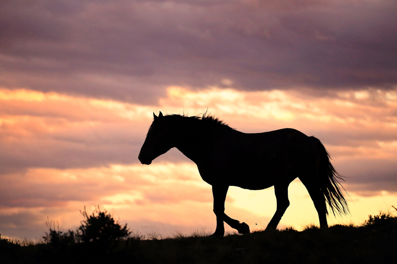 AH9T5105.jpg :: Wild Horse Fine Art