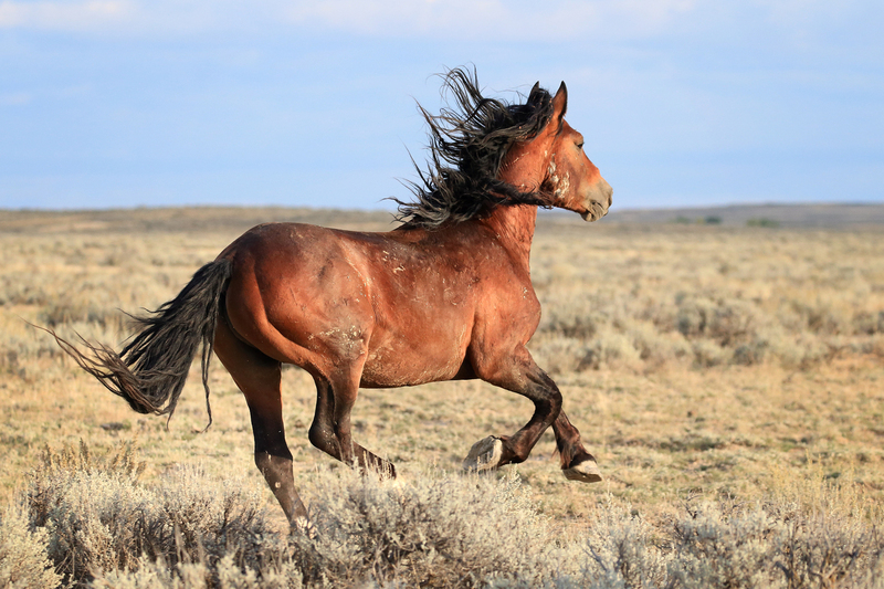 AH9T5379.jpg :: Wild Horse Fine Art