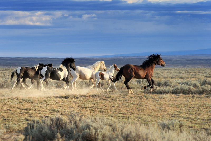 AH9T5407.jpg :: Wild Horse Fine Art Photography