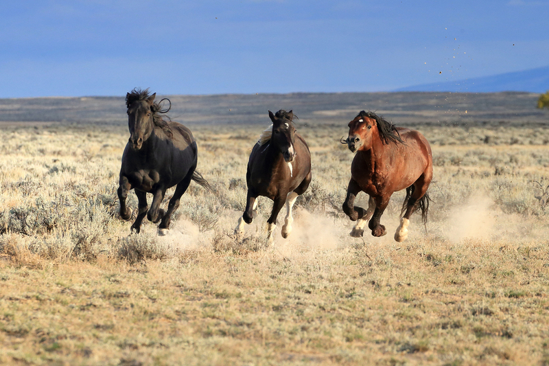 AH9T5427.jpg :: Wild Horse Fine Art