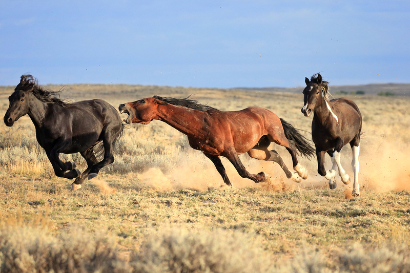 AH9T5430.jpg :: Wild Horse Fine Art