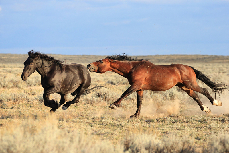 AH9T5434.jpg :: Wild Horse Fine Art