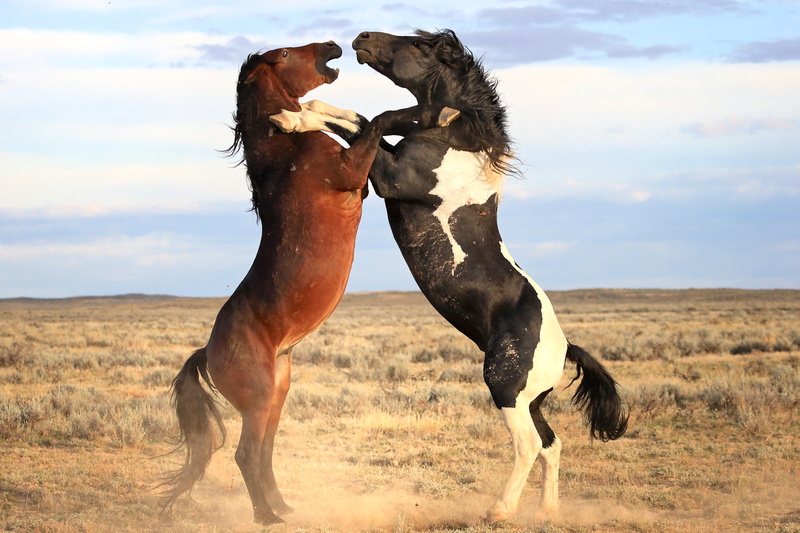 AH9T5479.jpg :: Wild Horse Fine Art 