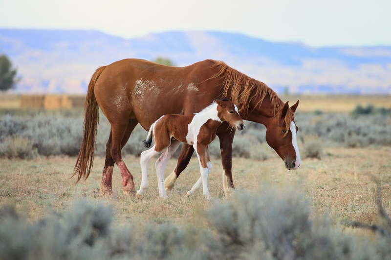 AH9T5593.jpg :: Wild Horse Fine Art