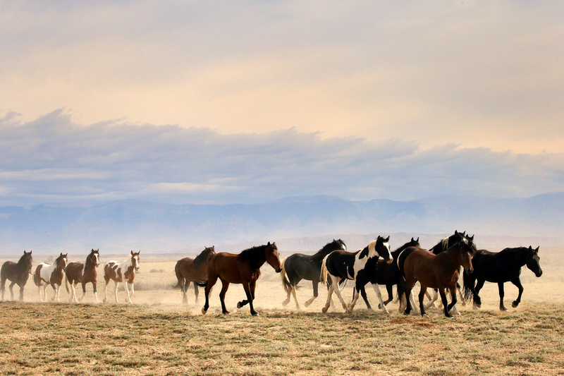 AH9T6621.jpg :: Wild Horse Fine Art