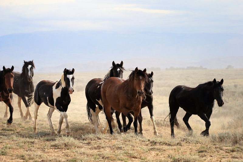 AH9T6637.jpg :: Wild Horse Fine Art