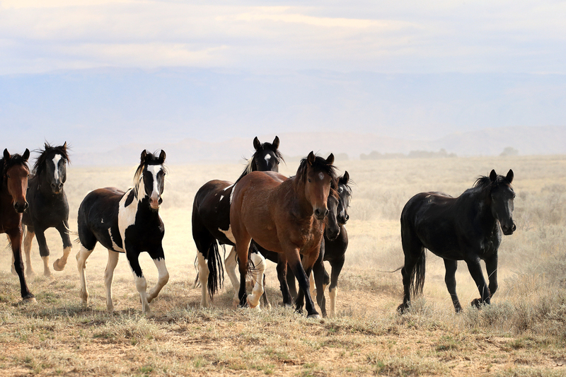 AH9T66392.jpg :: Wild Horse Fine Art