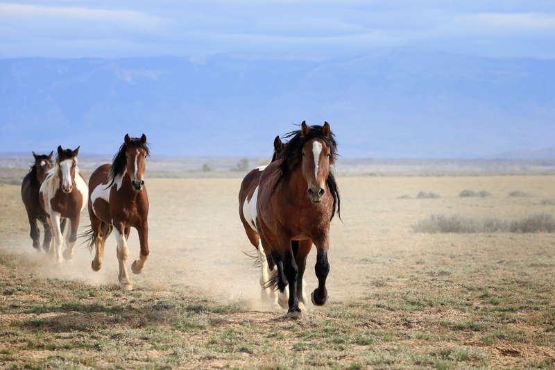 AH9T6668.jpg :: Wild Horse Fine Art