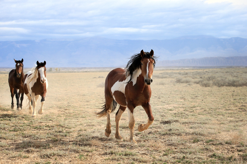 AH9T66822.jpg :: Wild Horse Fine Art
