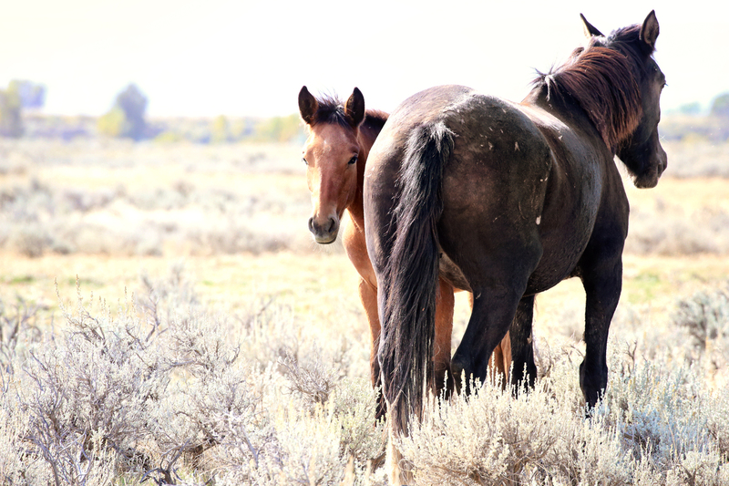 AH9T6839.jpg :: Wild Horse Fine Art