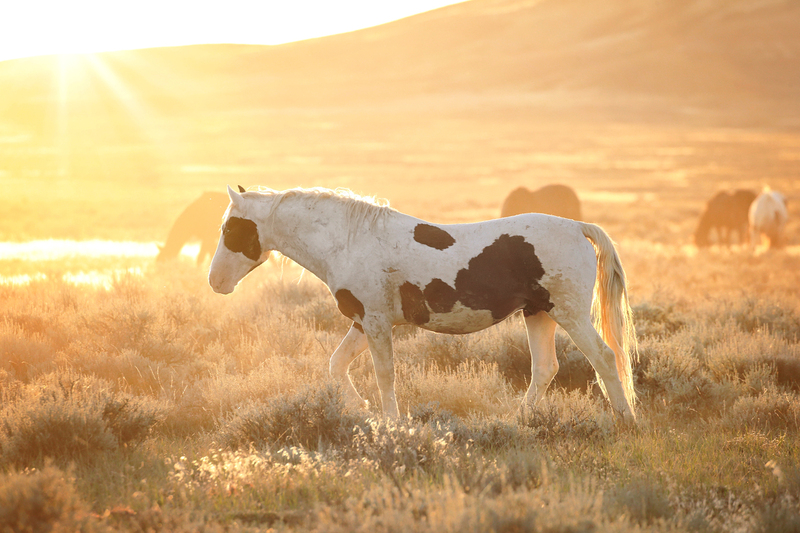 AH9T7271.jpg :: Wild Horse Fine Art