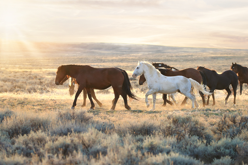 AH9T737001.jpg :: Wild Horse Fine Art