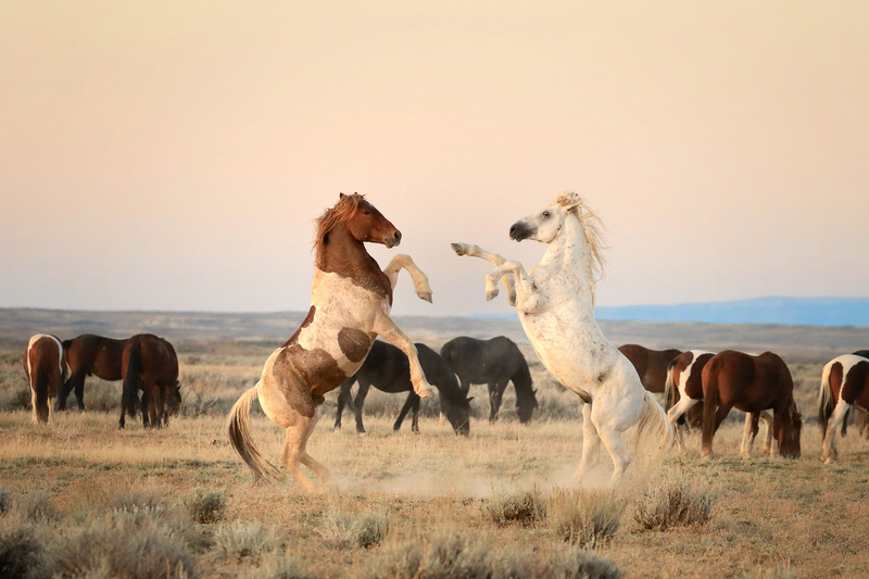 AH9T76432.jpg :: Wild Horse Fine Art