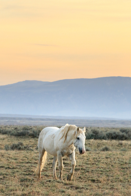 AH9T7718.jpg :: Wild Horse Fine Art