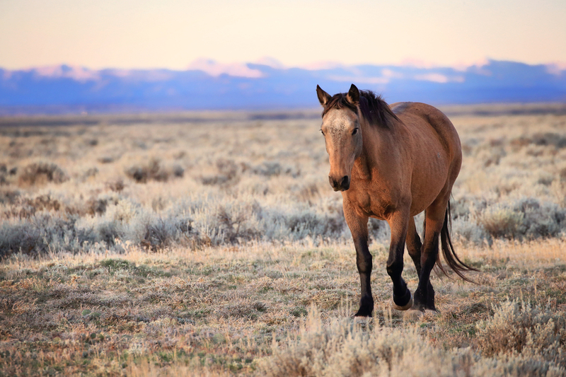 AH9T7985.jpg :: Wild Horse Fine Art