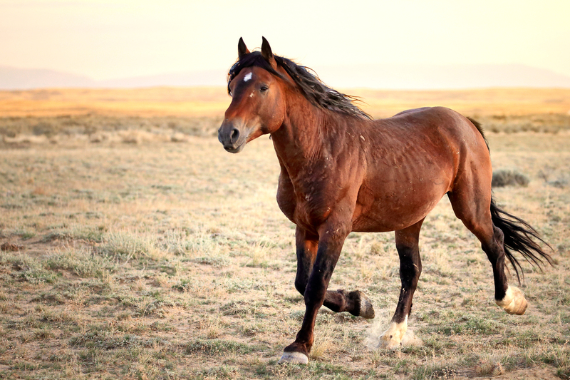 AH9T82202.jpg :: Wild Horse Fine Art