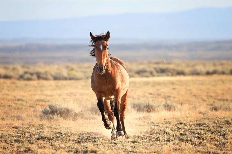 AH9T8333.jpg :: Wild Horse Fine Art