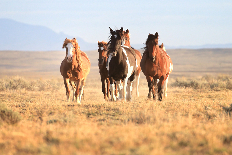AH9T8351.jpg :: Wild Horse Fine Art