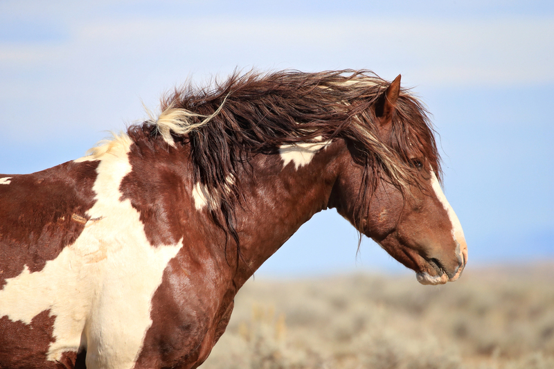 AH9T9731.jpg :: Wild Horse Fine Art