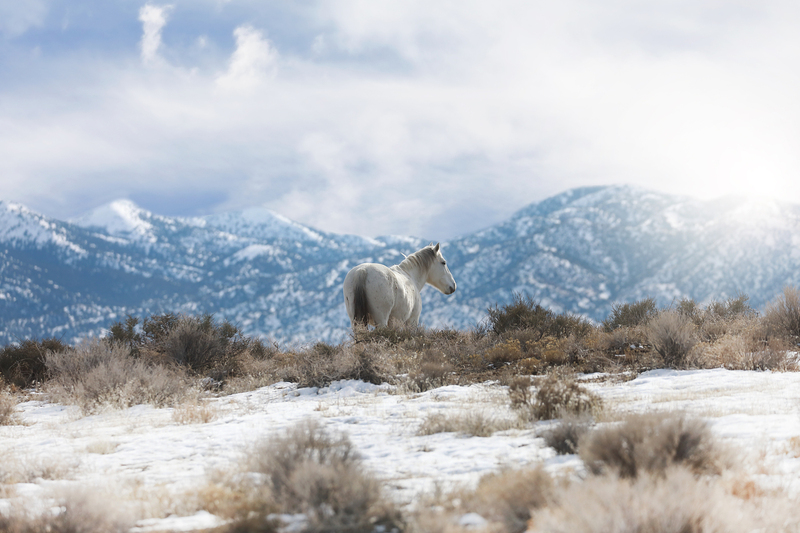 AK3A00872Snowy.jpg