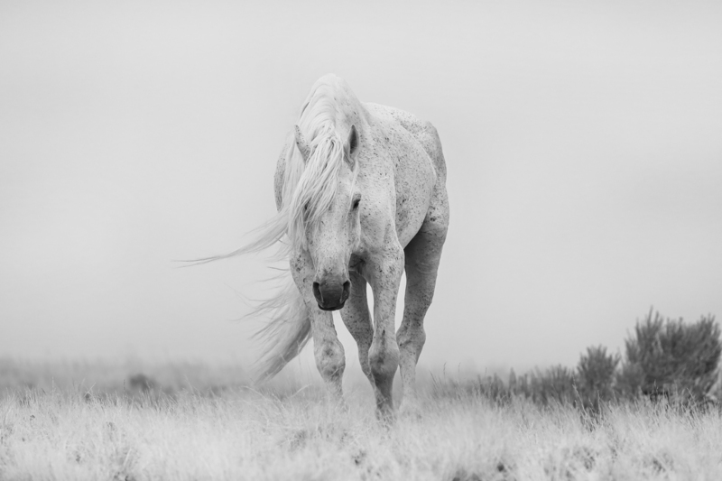 AK3A0137(1)Gandalf.jpg