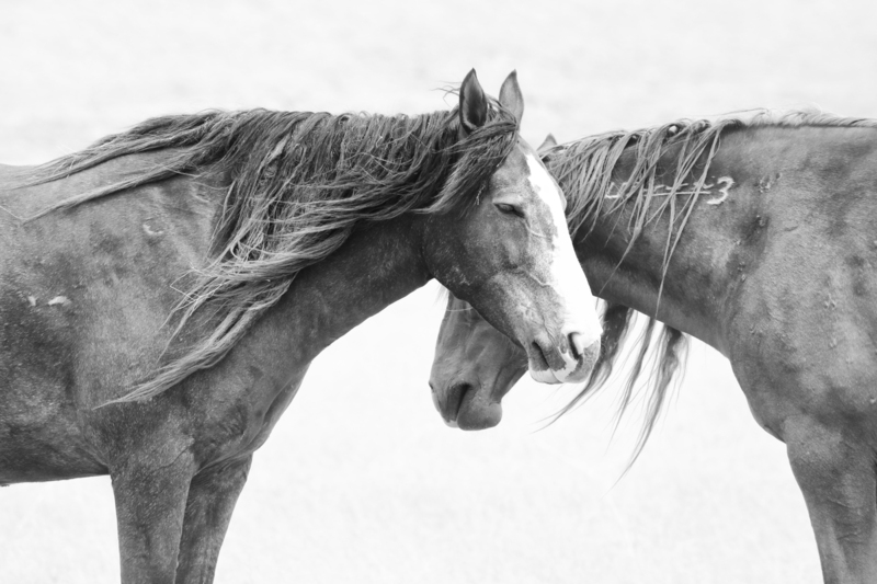 AK3A0360bw.jpg