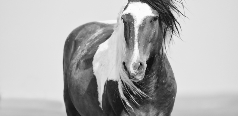 AK3A03822bw.jpg