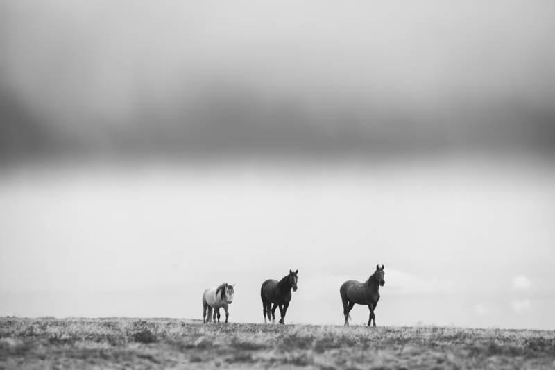 AK3A0521bw.jpg