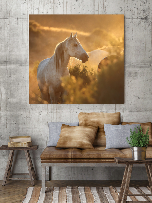 Clorox Lead Mare.jpg