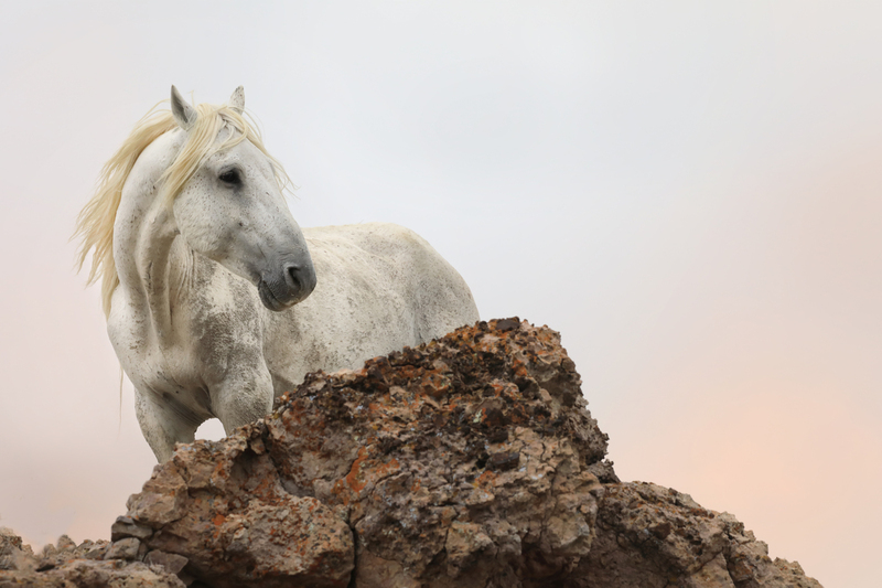 King of the Mountain(1).jpg