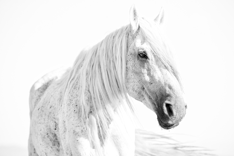 Legend (1).jpg :: Wild Horse Fine Art Photography