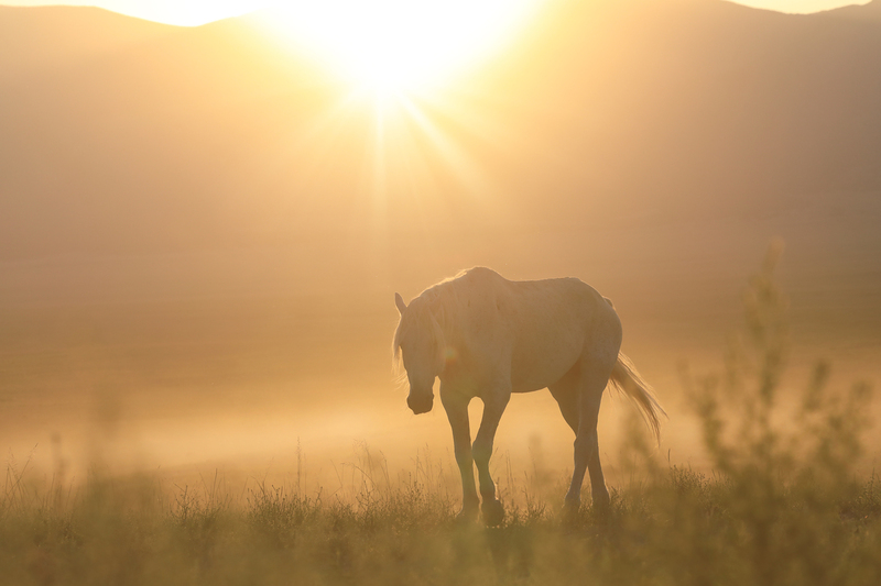 Morning Magic.jpg