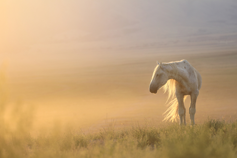 Unbridled Light (1).jpg