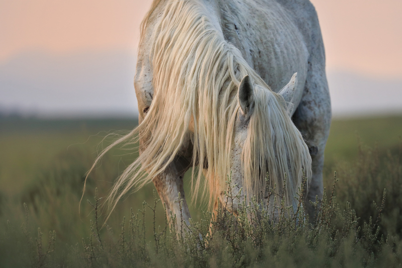 Wind Whispers.jpg
