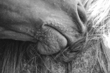 3AK3A0263bw.jpg