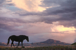 AK3A0191001Rocky.jpg