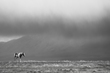 AK3A0364bwLucas.jpg