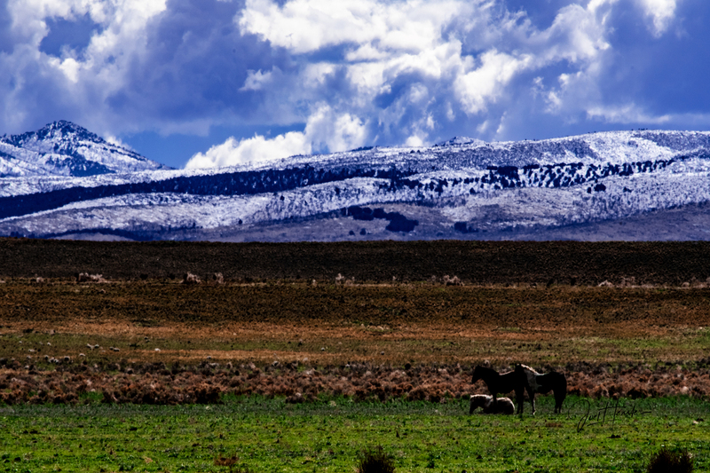 3 horses 2.jpg