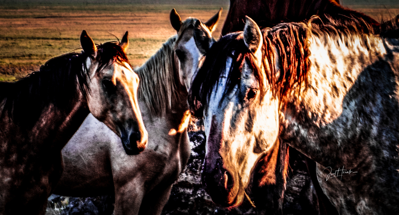 3 wild horses.jpg