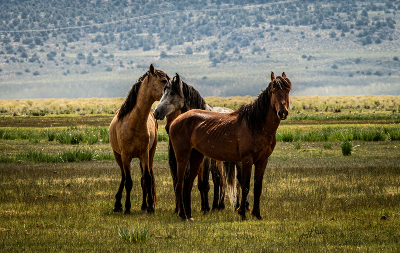 Adobe Wild Horses.jpg
