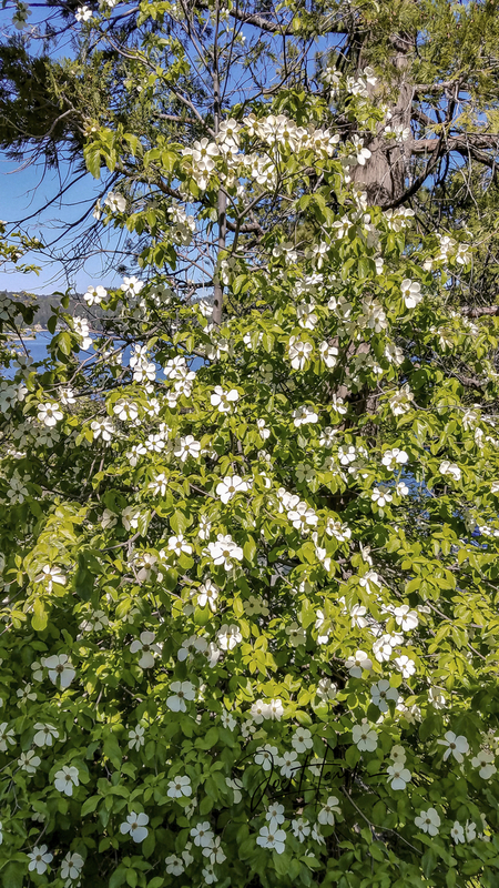 Dogwoods.jpg :: Dogwoods in bloom on a spring day