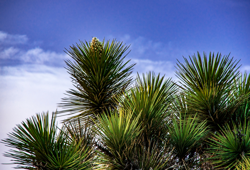 Joshua Tree Foliage.jpg