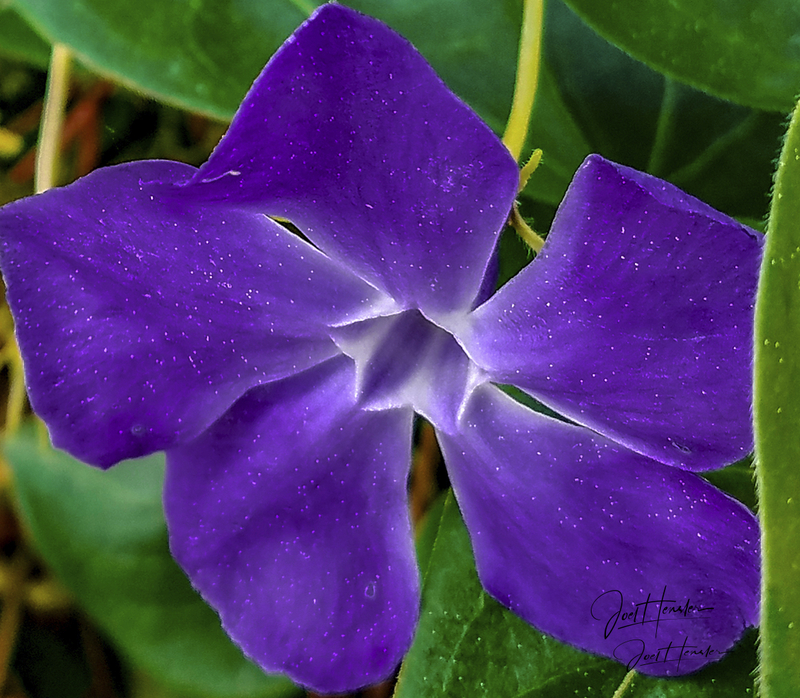 Periwinkle.jpg :: Periwinkle, Vinca Minor, flower