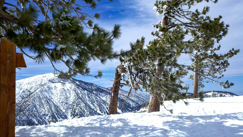 Snow Trees 1.jpg