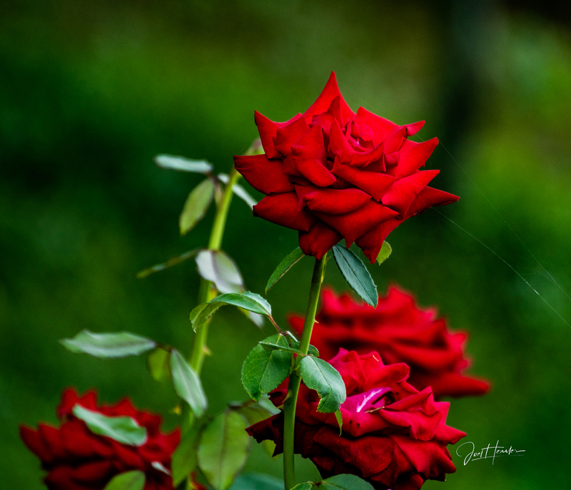 Summer Roses.jpg