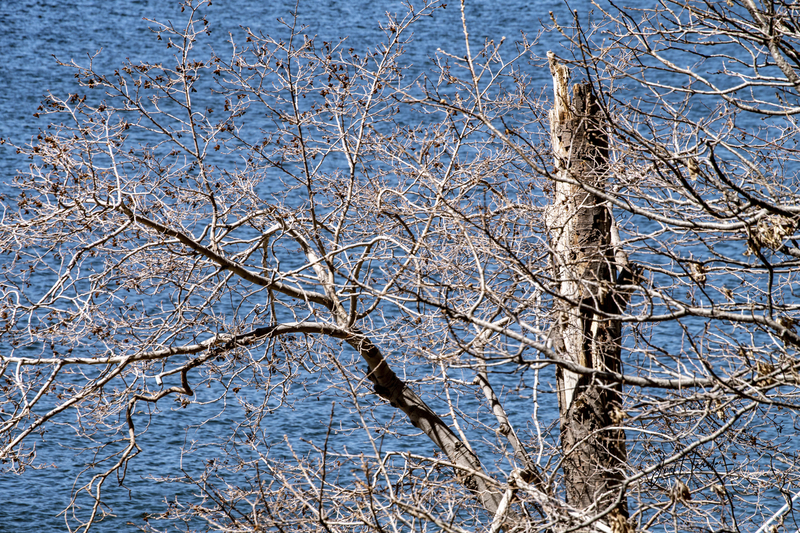 Winter Tree.jpg