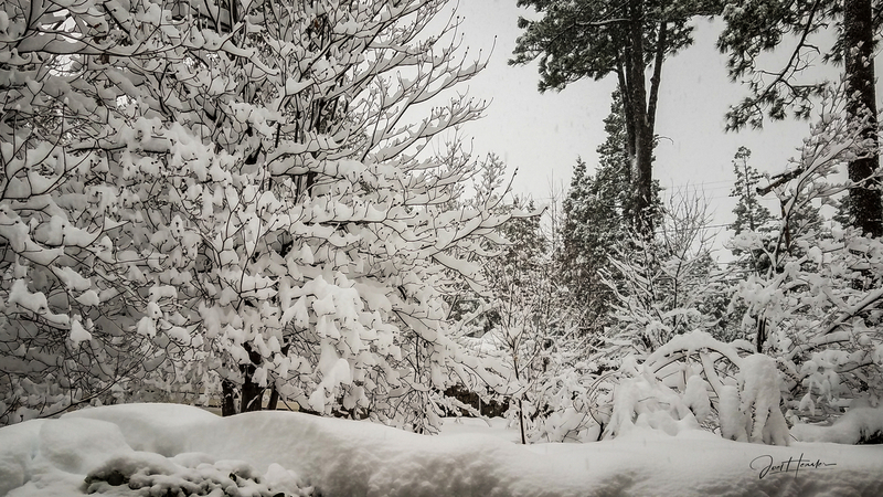 Winter Trees.jpg