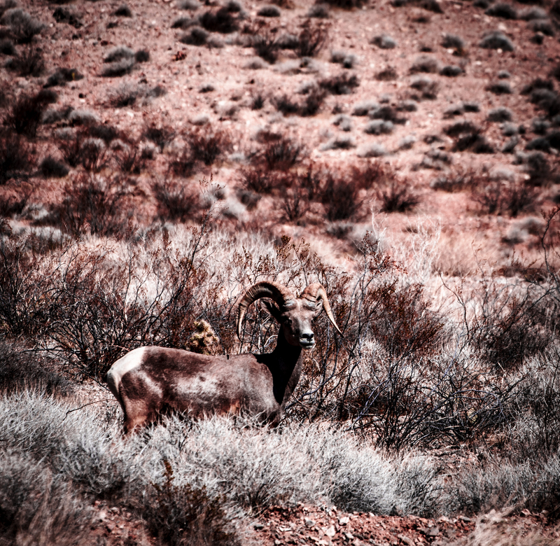 bighorn v of f (2).jpg