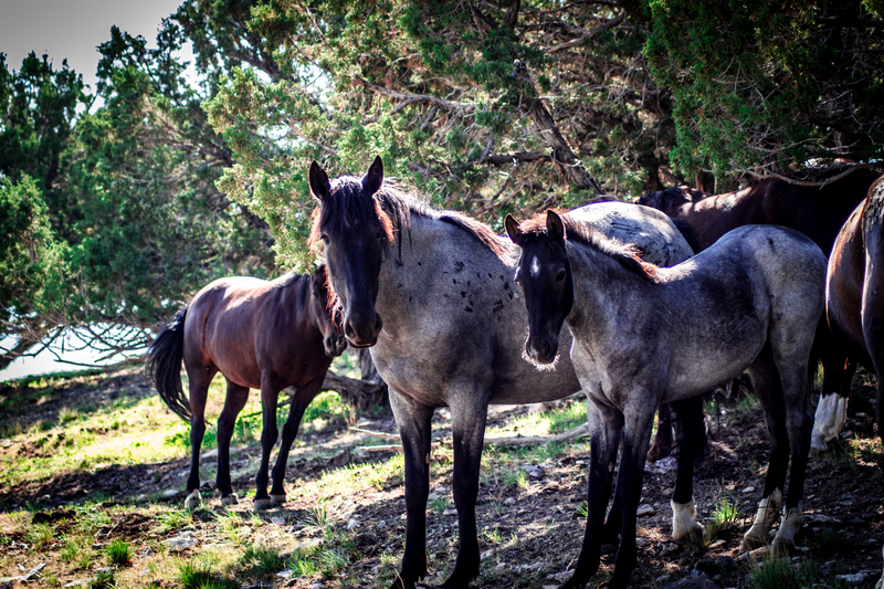 blue mother and foal.jpg