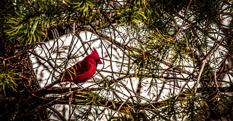cardinal.jpg